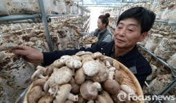 거창 표고버섯 수확…항암 효과 최고
