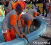 ‘쫄깃쫄깃한 송어회 맛보러 오세요!’평창송어축제 19일 개막식