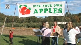 [컬처 인 아메리카](4) 애플크레스트 농장(Applecrest Farm)에서의 사과따기체험