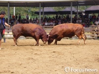 전국 싸움소들의 뜨거운 한 판…부곡온천이 더 뜨거워진다