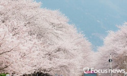 [포커스포토] 벚꽃으로 가득한 경화역