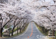 꼭 가봐야 할 벚꽃 명소는 어디?…경기도 봄나들이 꽃길 5選