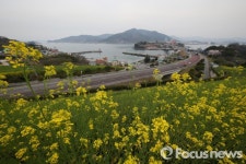 바닷바람 쐬며 삼천포대교 건너면 늑도…유채꽃 보러 오세요