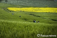 농협 안성팜랜드, 6월6일까지 제5회 호밀밭·초원축제 운영