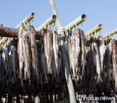 “계절의 여왕 5월에는 겨울바람 쐰 용대리 황태축제로 오세요!”