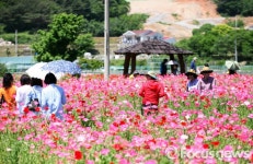 꽃 천지 하동 북천 꽃 양귀비, 마음까지 붉게 물들이다