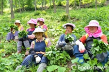 봄 향기 가득한 정선 곤드레산나물 축제 개막