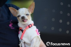 [포커스포토] 안아주고 싶은 반려견