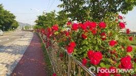 [포토] 밀양시 가곡강변로 장미정원으로 화려한 변신