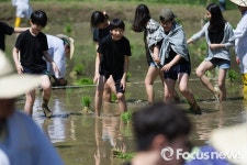 [포커스포토] 재미있는 모내기 체험