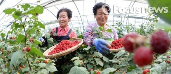 [포토] 맛 좋고 몸에 좋은 거창 산딸기