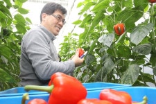 파프리카가 수출 효자일세 고성군, 지역 특화품목으로 육성