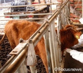 홍천군, 가축재해보험 가입비 지원