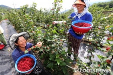 [포토] 산청 지리산복분자 산딸기…자양 강장에 그만이라예!