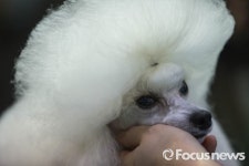 [포토] 쇼독은 예뻐지는 중