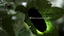 지상의별 반딧불이 (영상)