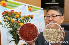 [포토] 잇꽃씨 항암제 부작용 완화한다