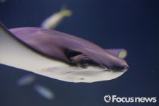 [포토] 아싸 가오리