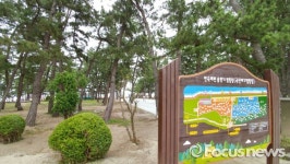 강릉시, 연곡해변 솔향기캠핑장 15일 개장