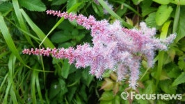 지리산 능선 따라 야생화 만개 여기가 바로 천상의 화원