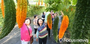 당뇨 잡는 여주를 아십니까?…항노화식품으로 새롭게 각광