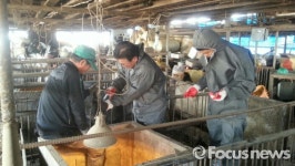 산청꽃돼지축산 | 산청군 만성 돼지질병 퇴치에 5억여원 투입
