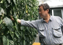 [포토] 김제 파프리카 농장 방문한 김무성