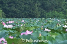 [포토] 연꽃의 매력을 느껴보세요