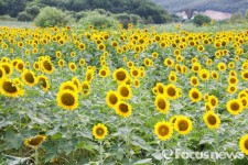 양양군, ‘제2회 양양쪽빛마을 해바라기축제’ 개최