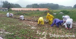 남해군 고사마을, 해안도로변 행복나눔 꽃밭 조성