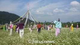 구미시, 꽃들의 향연…‘장천코스모스축제’ 개최