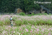 정선군, 북평면 코스모스 나들이길 인기