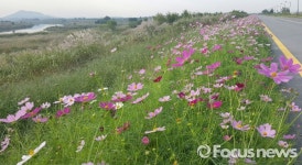 [포토] 영산강변 수놓은 코스모스 꽃길