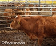 농진청, 대사각인 이용한 한우송아지 사양기술 개발