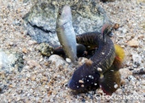 [포토] 맑은 물의 요정 새미