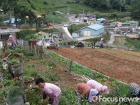 남해군 삼동면 양화금마을, 남새정원 단장 분주