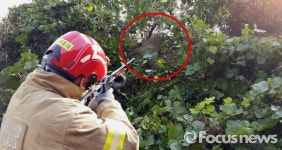 고창서 140㎏ 멧돼지 출몰 30분간 소동 후 마취총에 포획