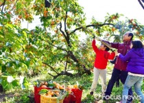 청도군, 신도새마을발상지정보화마을 감따기 체험
