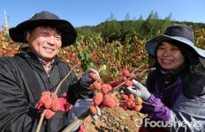 [포토] 혈압·혈당에 최고…산청 꾸지뽕 드세요