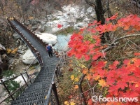 신안중 옆 등산로 | [포토] 설악산 등산로 계단 옆에 단풍이 곱게 피어있다