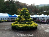 안동 서후면 봉정사 국화 전시회 구경 오세요