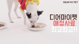 SNS 인기 강아지 사료, 디어마이펫 애정사료 4종