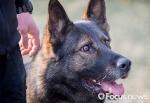 [포토] 롯데월드타워 지키는 견공 철저