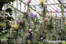 [포토] Kew Gardens Presents Its Annual Orchid Show
