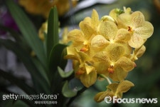 [화보] 영국의 봄, 왕립식물원 큐가든 연례 난초 전시회 준비