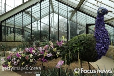 [포토] Kew Gardens Presents Its Annual Orchid Show