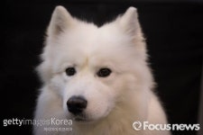 [포토] 크러프츠 도그 쇼, 강아지의 품격