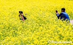 [포토] 유채꽃과 함께