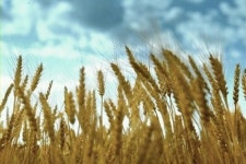 SPC그룹, 우리밀 알리기 1년째