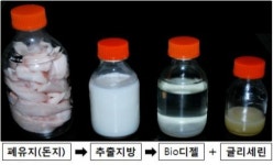 돼지 기름, 바이오디젤로 재탄생